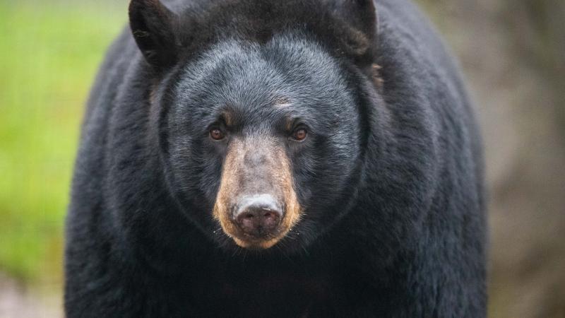 Black bear, Jan. 28, 2020, German zoo
